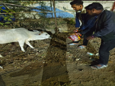 Reflective Belt for Cows Initiative